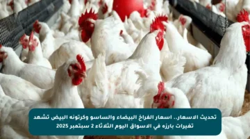 تحديث الأسعار.. أسعار الفراخ البيضاء والساسو وكرتونة البيض تشهد تغيرات بارزة في الأسواق اليوم الثلاثاء 2 سبتمبر 2025